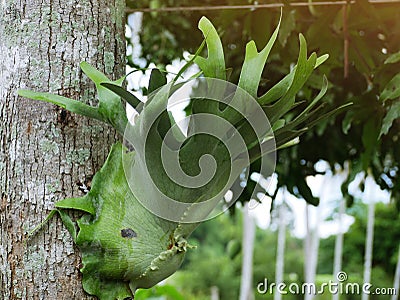 The large staghorn leaves live on the trees Stock Photo