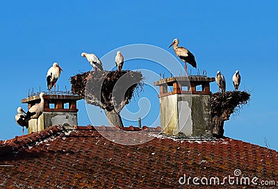 Large stork family in the nests on top of the trees and on the front house chimney and roof Stock Photo