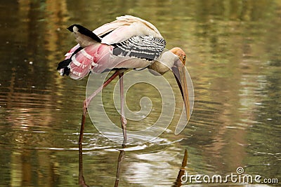 A large stork with a long yellow bill Stock Photo