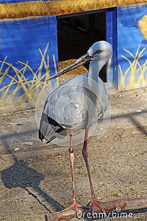 Large stork with a marking ring on its leg Stock Photo