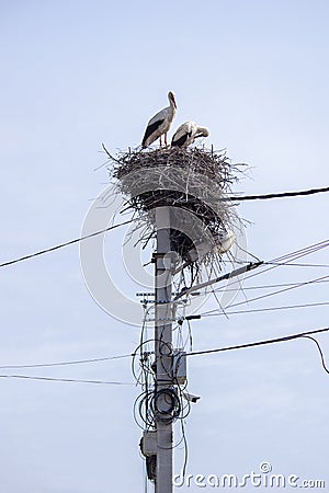 Large stork nest on an electric concrete pole Stock Photo