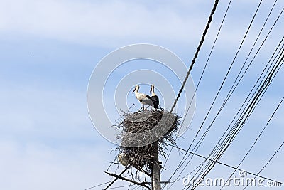 Large stork nest on an electric concrete pole Stock Photo