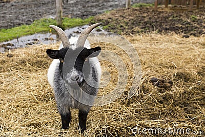 Large stout male black and white pygmy goat standing in straw Stock Photo