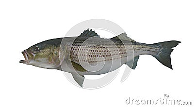 Large striped bass striper fish isolated on white background Stock Photo