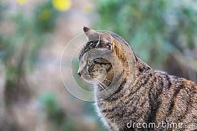 Large striped European grey cat Stock Photo