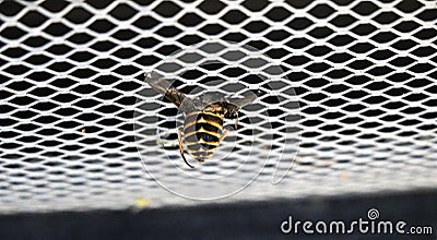 Large striped gadfly crashed and stuck in grille of car radiator. Concept: danger on roads, accident, speeding, mortality, auto Stock Photo