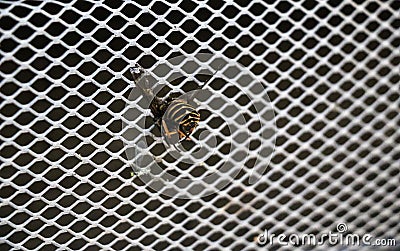 Large striped gadfly crashed and stuck in grille of car radiator. Concept: danger on roads, accident, speeding, mortality, auto Stock Photo