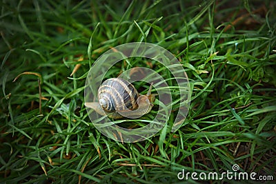 Large striped snail on green grass macro shot Stock Photo