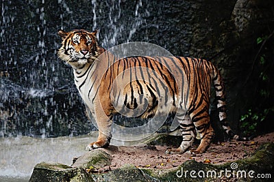 Large striped tiger Stock Photo