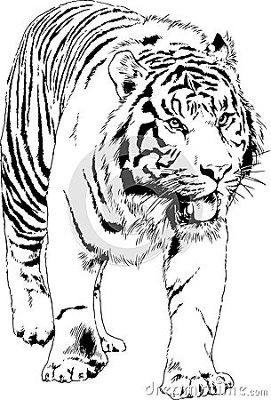 Large striped tiger drawn ink sketch in full growth Vector Illustration