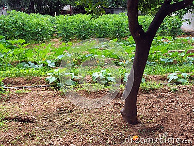 Large Suburban Vegetable Garden Stock Photo