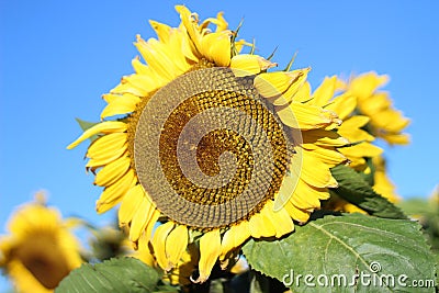 Large Sunflower Stock Photo