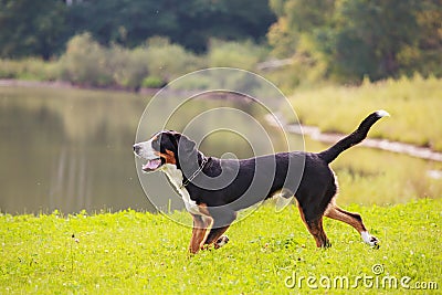 A large Swiss mountain dog with its tongue hanging out. Stock Photo