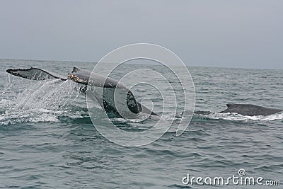 Large Tail Slap of a Humpback Whale Stock Photo