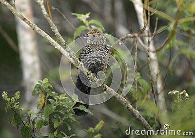 Large-tailed antshrike, Mackenziaena leachii Stock Photo