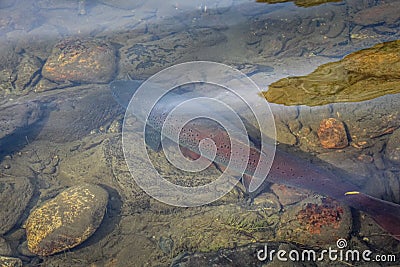 A large taimen trout sitting in a shallow river in Mongolia Stock Photo