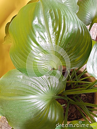 Large taro leaf ornamental plant Stock Photo