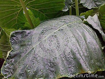 Large Taro leaves Stock Photo