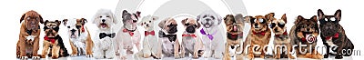 Large team of cute stylish dogs of different breeds Stock Photo