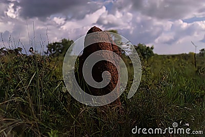 Large termite mound in the Brazilian cerrado with bioluminescence Stock Photo