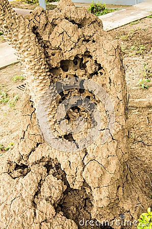 Termite nest on the island kin the dead wood Stock Photo