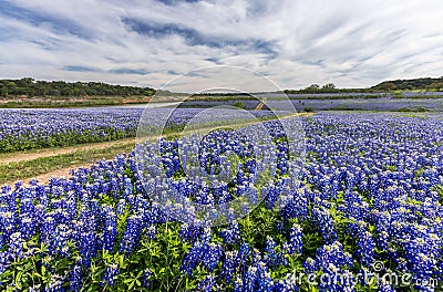 Large Texas bluebonnet field in Muleshoe Bend, Austin, TX Stock Photo