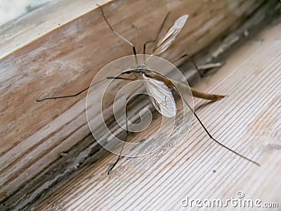 A large thin mosquito with long legs rested on a window sill a Stock Photo