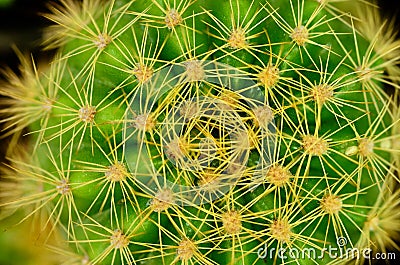 Large thorn on big cactus Stock Photo