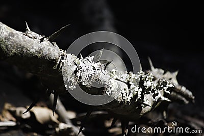 Large Thorn & Lichen Covered Vine In A Forest Stock Photo