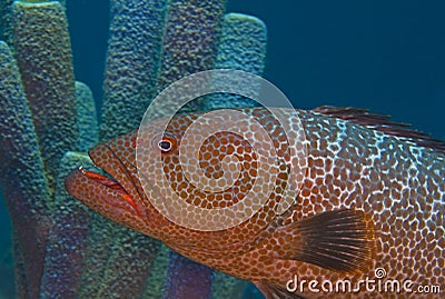 Large tiger grouper Stock Photo