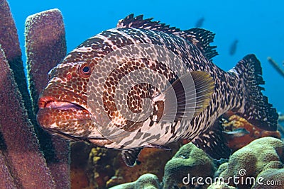 Large tiger grouper Stock Photo
