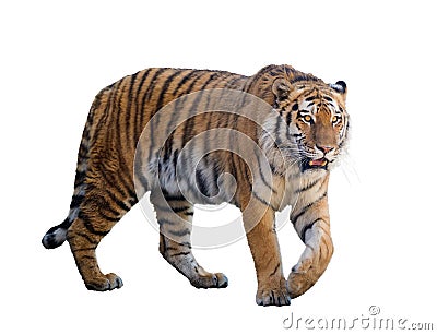 Large tiger isolated on white Stock Photo