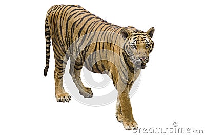 Large tiger isolated on white background Stock Photo