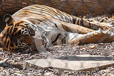 Large tiger lying at the Kansas City Zoo Stock Photo