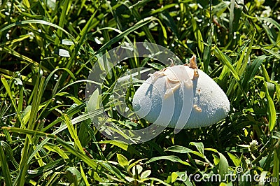 Large toadstool Stock Photo