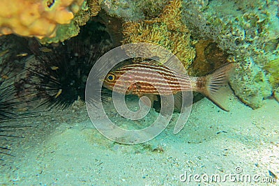 Large Toothed Cardinalfish underwater in the tropical coral reef of the Red Sea. Cheilodipterus Macrodon macro photography. Tiger Stock Photo