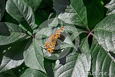 Large tortoiseshell butterfly on a leaf Stock Photo