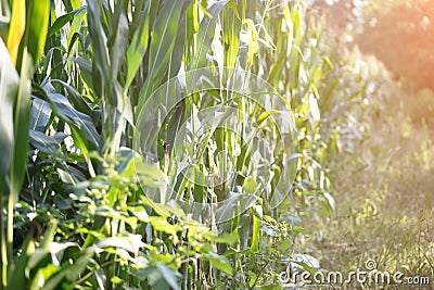 Large tracts of corn crops in early autumn Stock Photo