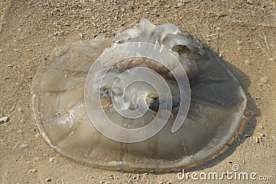 A large transparent tropical jellyfish lies on the yellow sand Stock Photo