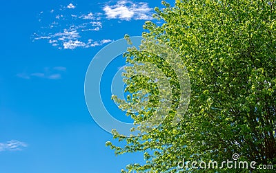 Large tree against a bright blue sky Stock Photo