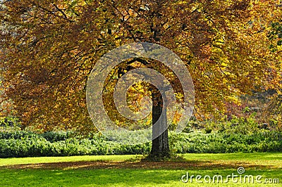 Large tree with autumn leaves Stock Photo