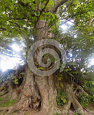 Large tree in Crookham Northumerland, England. UK Stock Photo