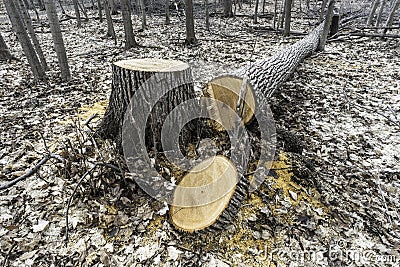 Large tree cut down and lying beside stump, cross section visible Stock Photo