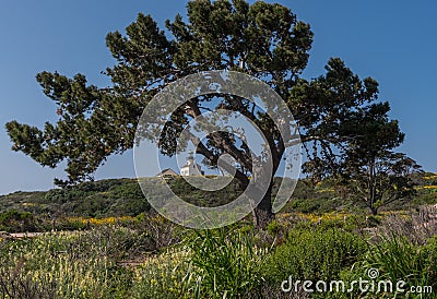 Large Tree in Front of Lighthouse Stock Photo
