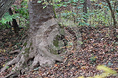 Tree trunk with exposed roots Stock Photo