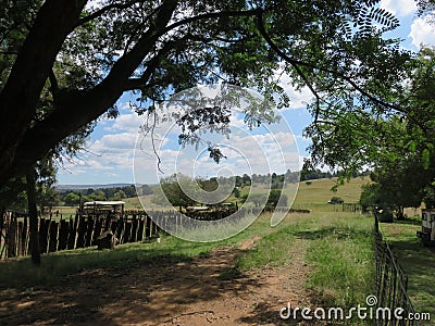 A Large Tree with hanging leaves welcomes a dirt road surrounded by wooden fencing leading into the farm`s green landscapes Stock Photo