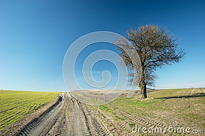A large tree without leaves growing along a dirt road, horizon and blue sky Stock Photo