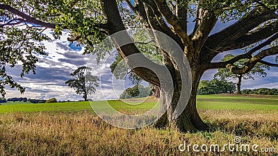 A large tree in a field Stock Photo