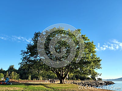 Large Tree at Marine Park in Fairhaven, Bellingham Stock Photo