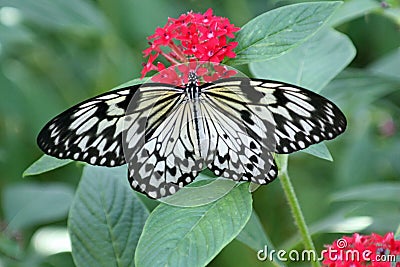 Large Tree Nymph butterfly Stock Photo